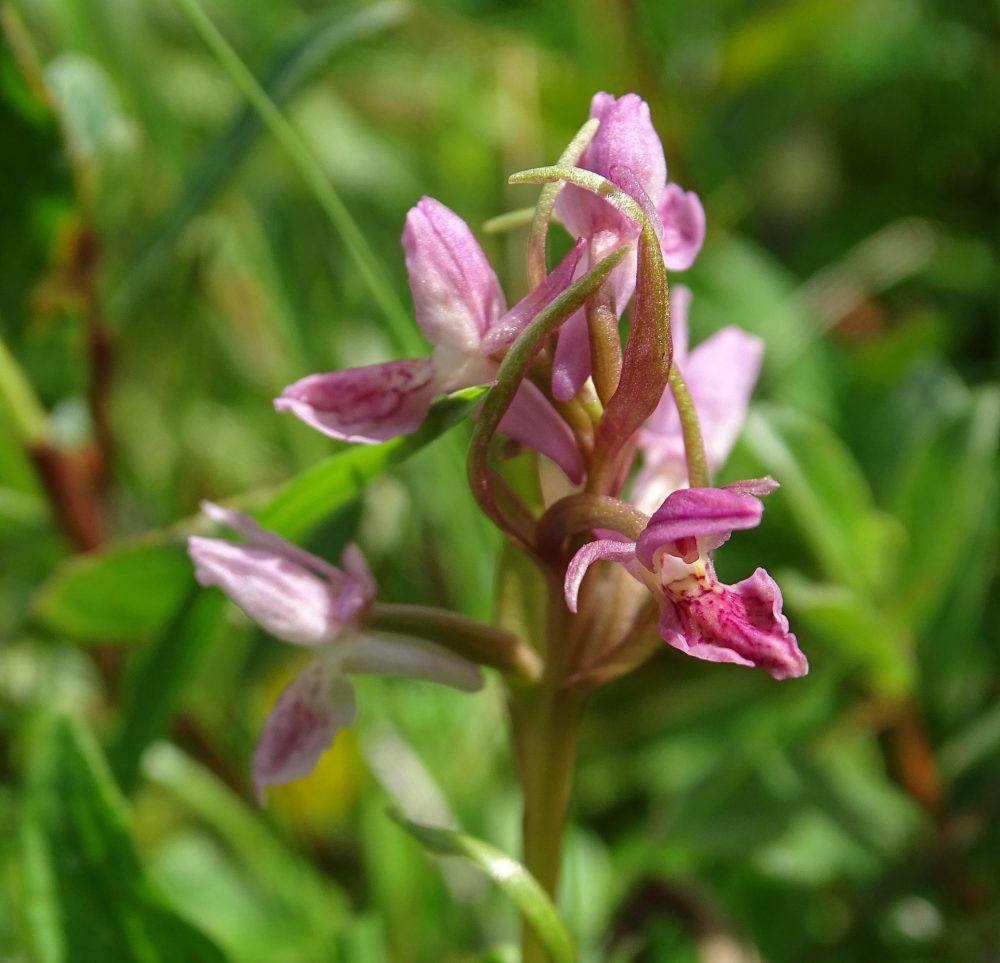Rode steenorchis
